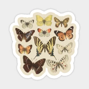 Museum Butterflies Magnet