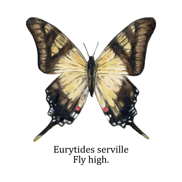 Eurytides serville by blueicedjack