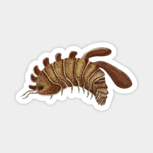 Stigmops howensis Isopod Magnet