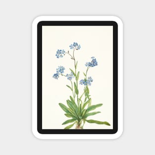 Alpine Forget-me-not - Myosotis alpestris  - botanical illustration Magnet