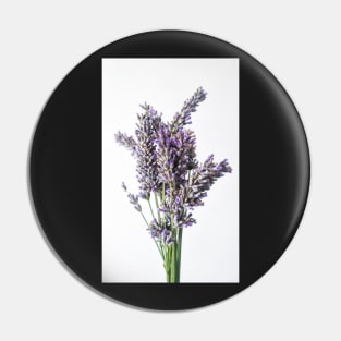 Lavender Flower on White Background Pin