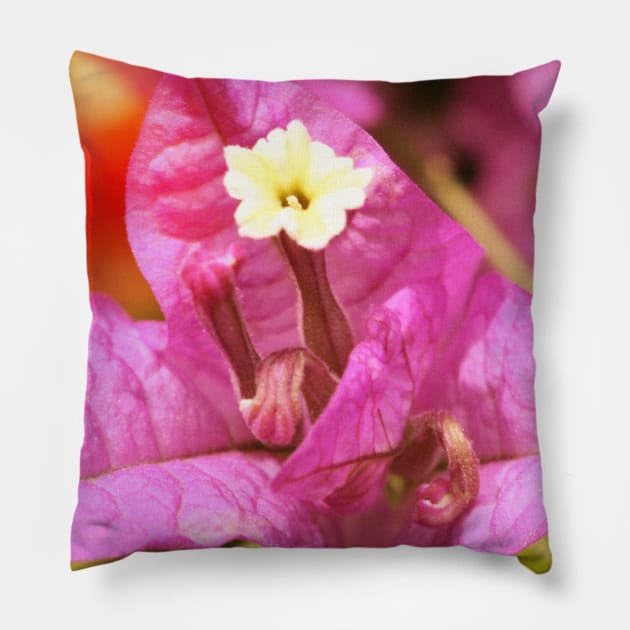 Pink Bougainvillea Blossom Pillow by Christine aka stine1