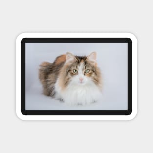 Long Hair tortoiseshell cat Magnet