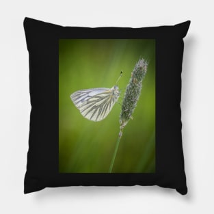 Green-veined White Butterfly on Grass Stalk Pillow