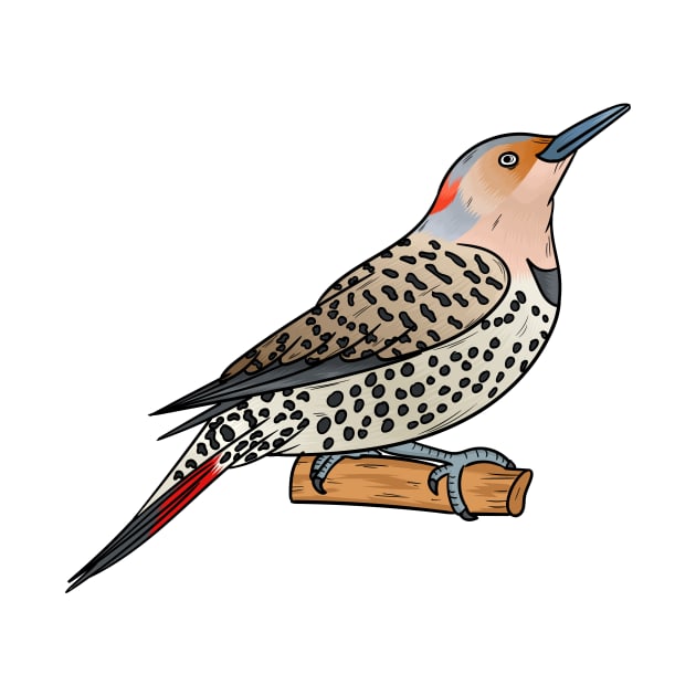 Northern flicker bird cartoon illustration by Cartoons of fun