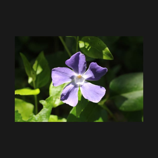 Periwinkle Flower Photograph by Battlefoxx Living Earth