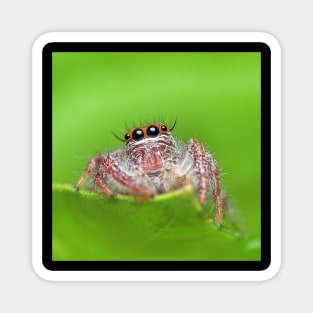 Jumping Spider Magnet