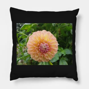Pastel Pink and Yellow Dahlia Pillow