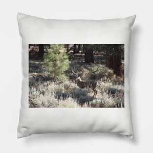 Deer, Wildlife, Mule Deer, Buck, Nature, Gifts Pillow