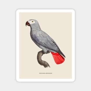 African Grey Parrot Antique Naturalist Illustration Magnet