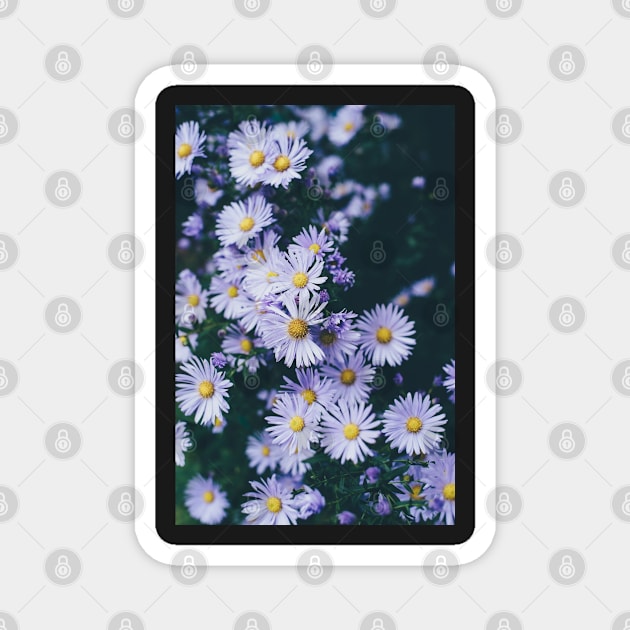 White Daisy Flowers - Daisy Garden Magnet by JDVNart