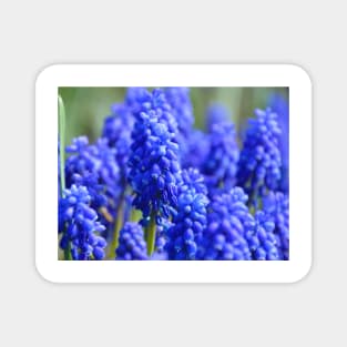 Grape Hyacinth Magnet