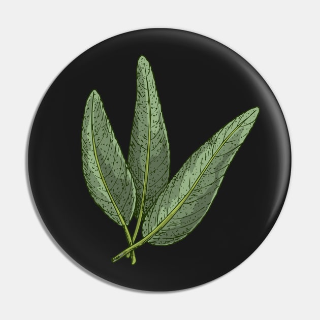 Sage Kitchen Herbs | Aromatic herbs Pin by gronly