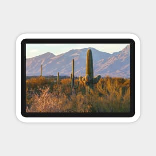 Sonoran Desert Sunset Magnet
