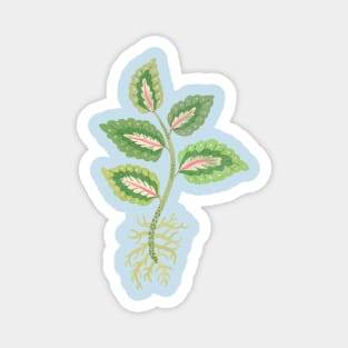 Coleus Cutting Magnet