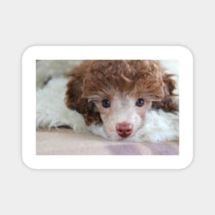 Toy Poodle Puppy Magnet
