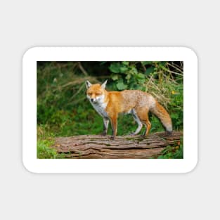 Fox Standing on Log Magnet