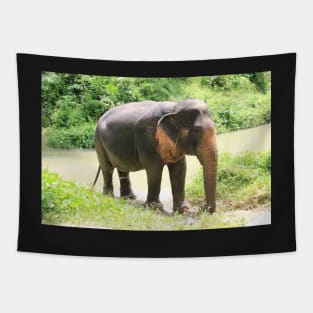 Asian elephant in Phuket, Thailand Tapestry