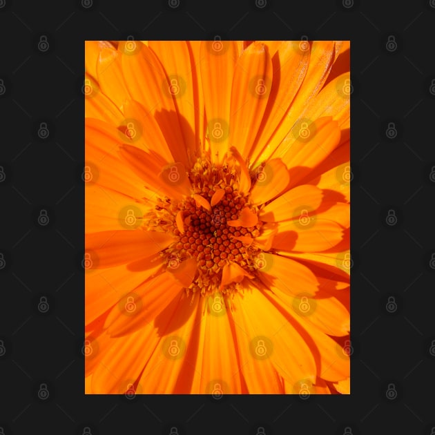 Calendula by Chris Petty