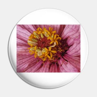 close-up of a single zinnia flower bloom in pink floral fantasy Pin