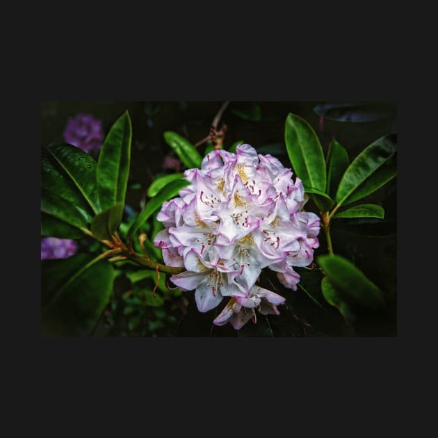 Rhododendron In Bloom by JimDeFazioPhotography