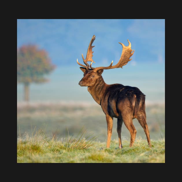 Dark Fallow Deer by TonyNorth