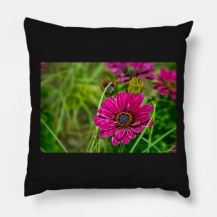 Pink Cape Daisy Flower Pillow