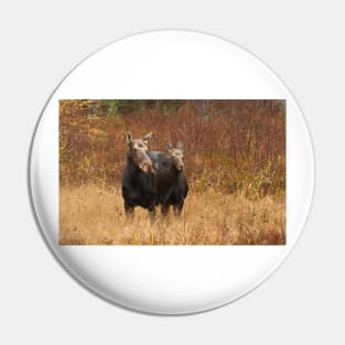 Moose - Algonquin Park, Canada Pin