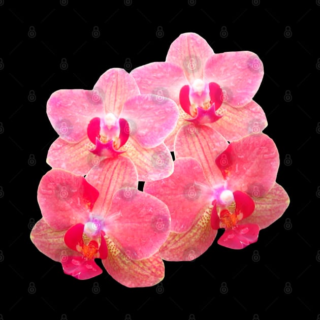 orchid floral orchids flower tendril by rh_naturestyles