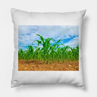 Corn growing in the field Pillow