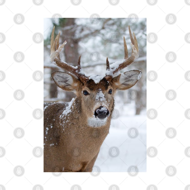 White-tailed buck in snow by Jim Cumming