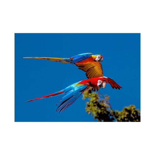 Macaws in flight by Tarrby