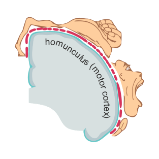 Homunculus (motor cortex) T-Shirt