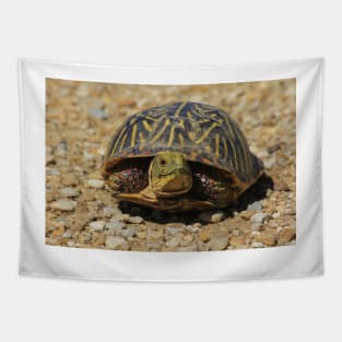 A Kansas Box Shell Male Turtle close up Tapestry