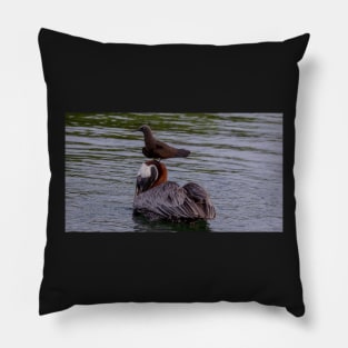 Galapagos Islands Pelican with Brown Noddy Pillow