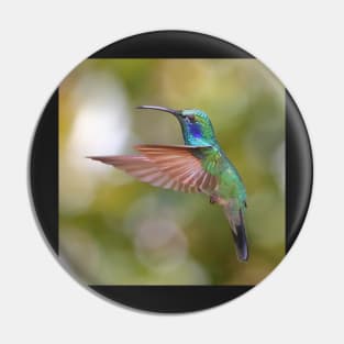 Green Violetear Hummingbird Pin