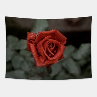 Red rose with drops Tapestry