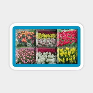 An assortment of tulips framed together Magnet