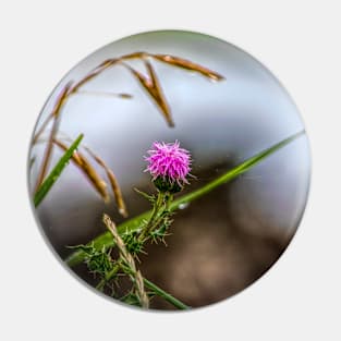 Thistles are beautiful. Pin