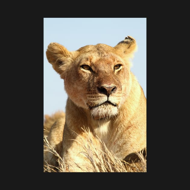 African Lion, Serengeti, Tanzania by Carole-Anne