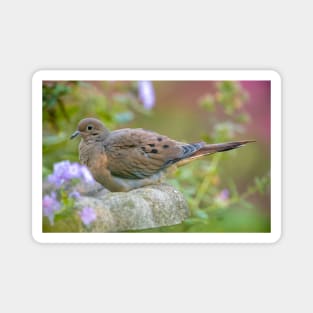 Mourning Dove On Bird Bath Magnet