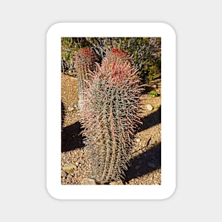 Desert Study 27 Magnet