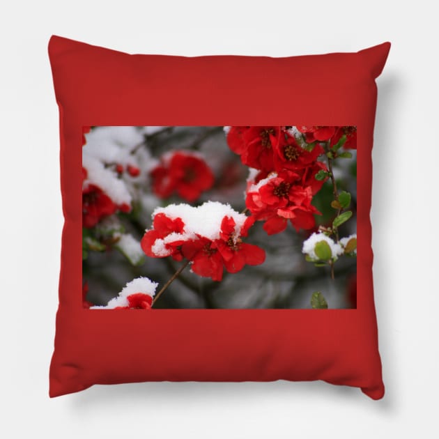 Snowy quince Pillow by karenadams