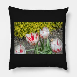 Spring Tulips Pillow