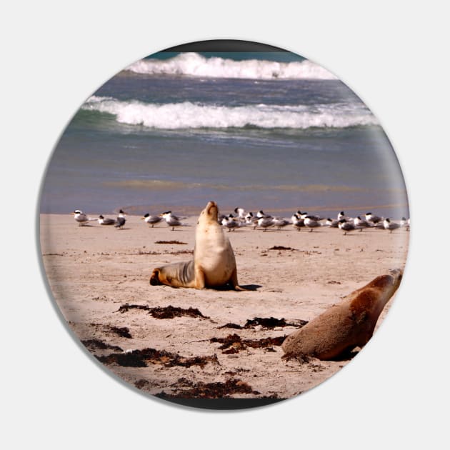 Sea Lions on the Beach Pin by jwwallace