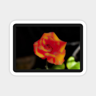 Red yellow rose blossom Magnet