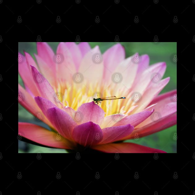 Meditation Wall Art Print - Water Lily and Dragonfly Meditation - canvas, Photo print, artboard print, poster Canvas Print by DigillusionStudio