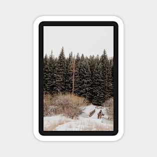 snow covered trees Magnet