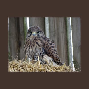 Fledgling Kestrel T-Shirt