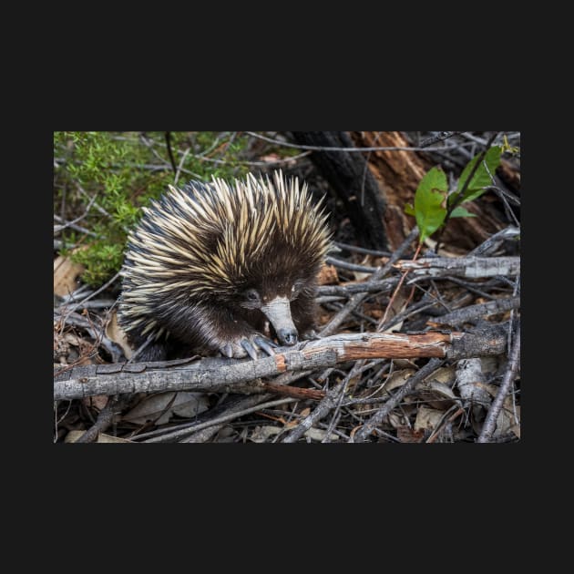 Echidna Encounter by Geoff79